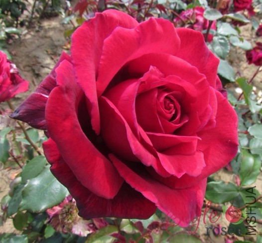 Velvet_Fragrance_14_2.jpg