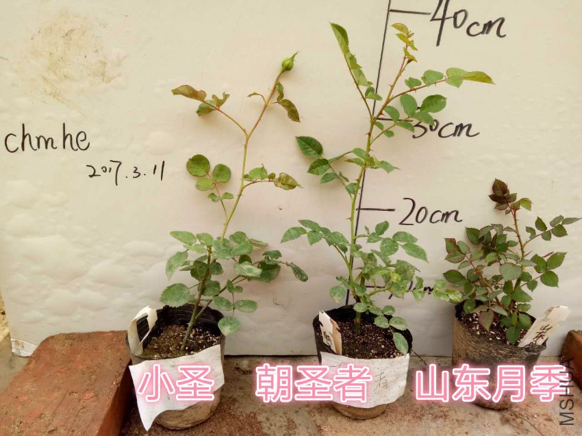 chmhe,Сʥ����ʥ�ߣ�ɽ���¼�_meitu_8.jpg