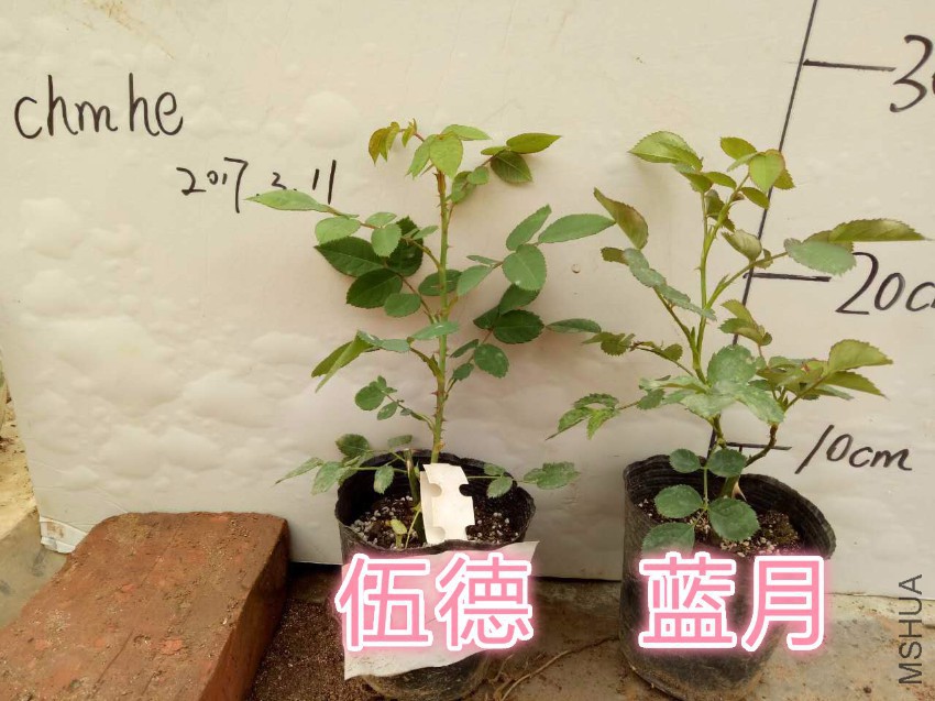���chmhe_meitu_9.jpg