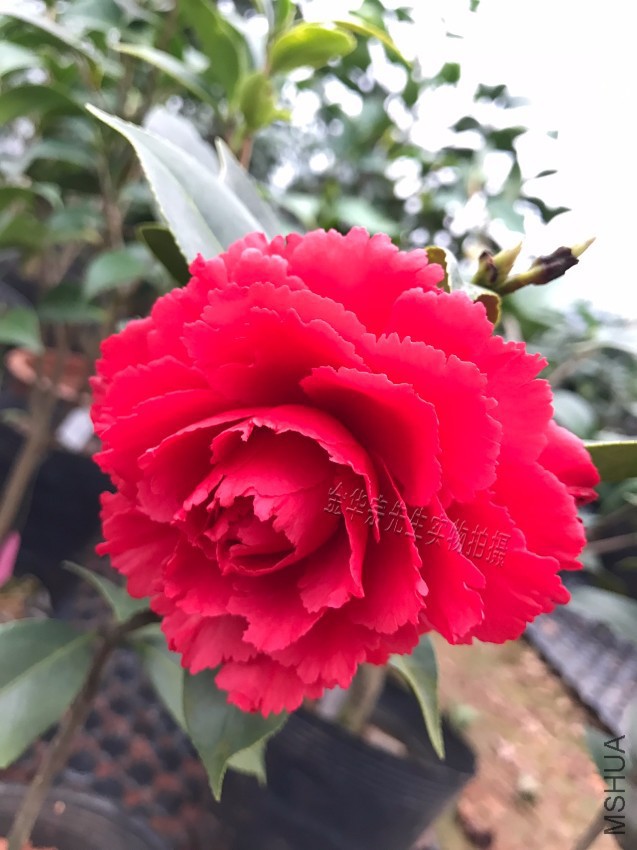 ����-�൤ѿ��Ʒ��-���-�޺�ɫ