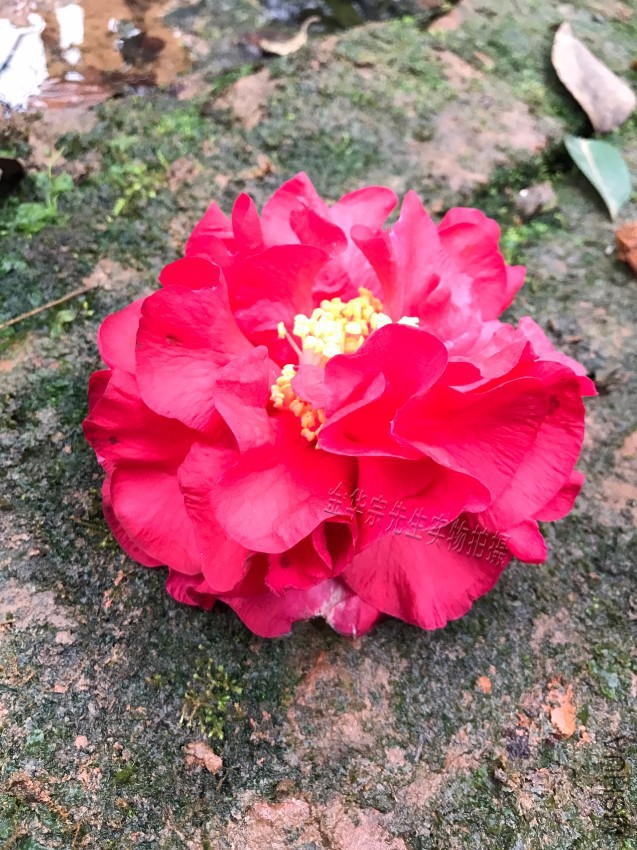 ����ɭ-�����Ʒ��  ��Ʒ��