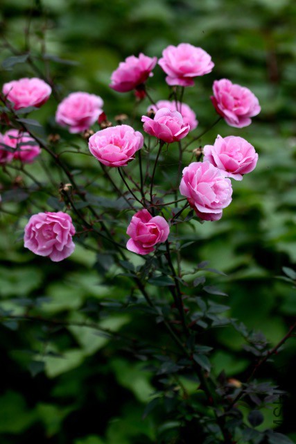 IMG_6853M.jpg