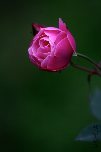 IMG_6861M.jpg