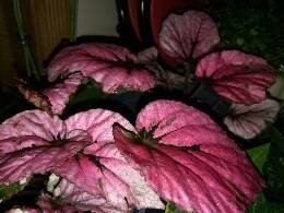 IMG20170313212125.jpg.JPG