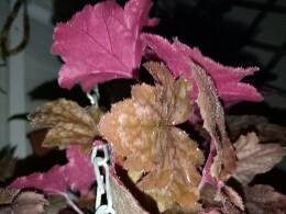 IMG20170313212046.jpg.JPG