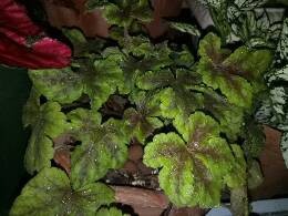 IMG20170313211750.jpg.JPG