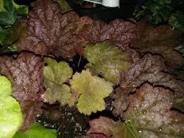 IMG20170313211849.jpg.JPG