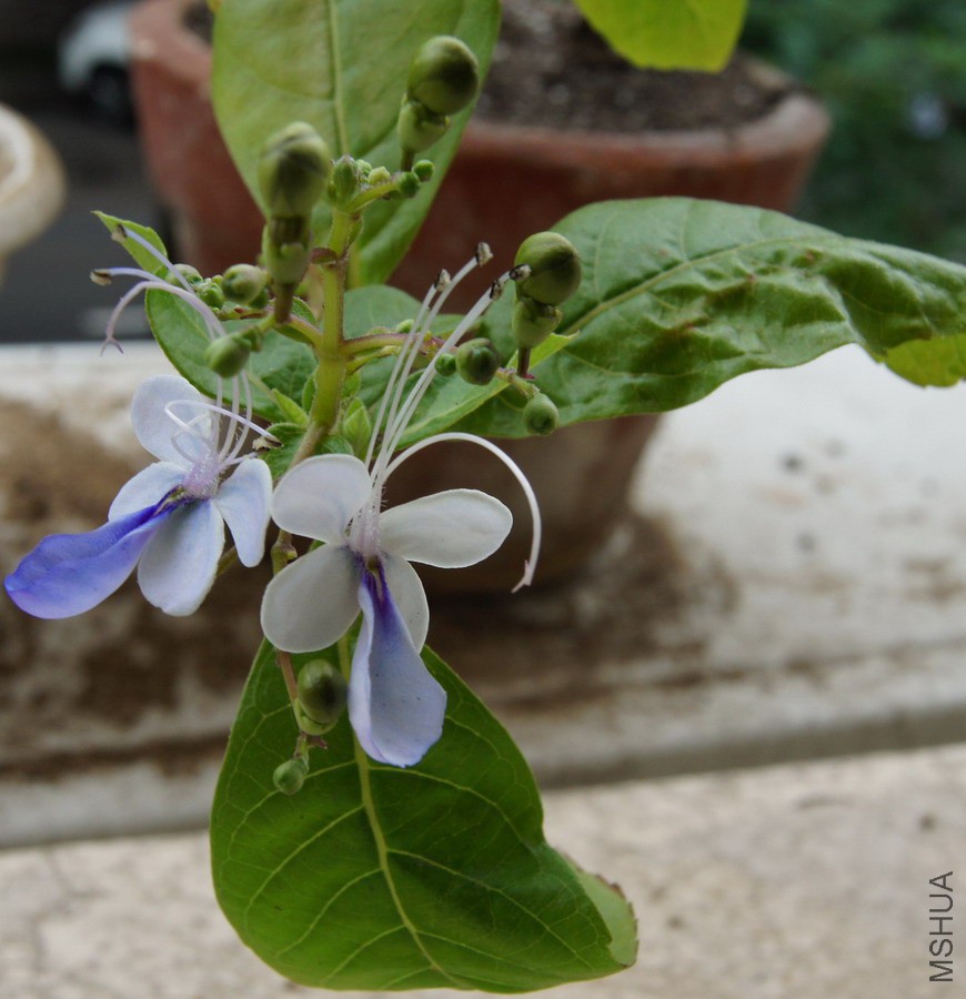 Rotheca myricoides ������ 2.JPG