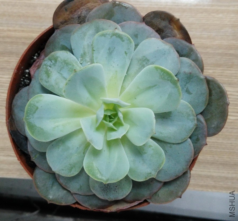 Echeveria runyonii v. ����̨�� 1.jpg