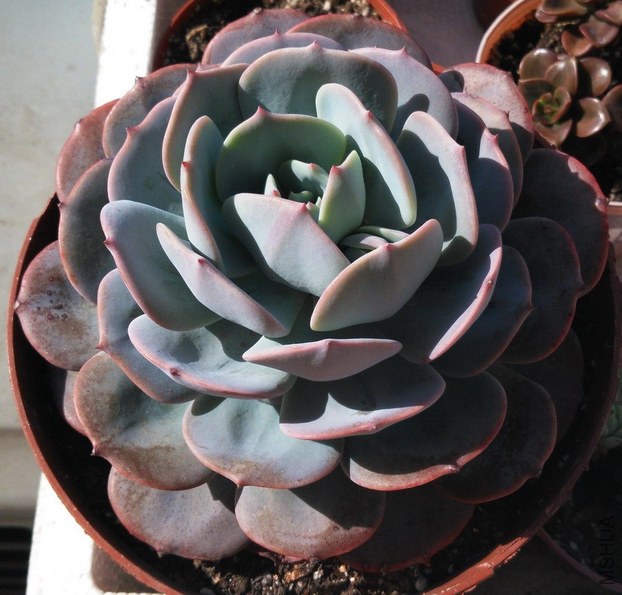 Echeveria runyonii v. ����̨�� 2.jpg