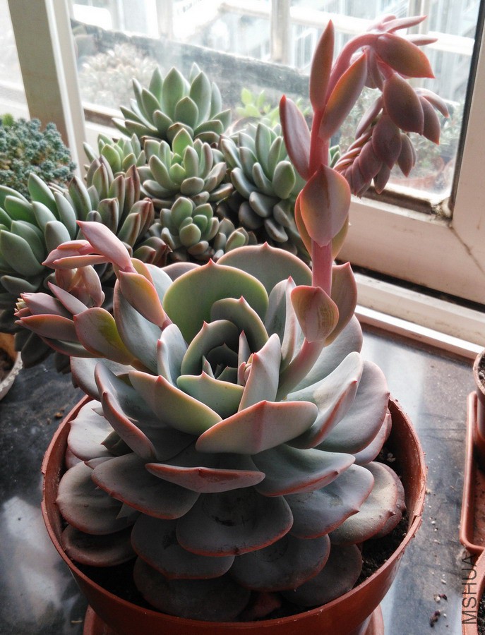 Echeveria runyonii v. ����̨�� 3A.jpg