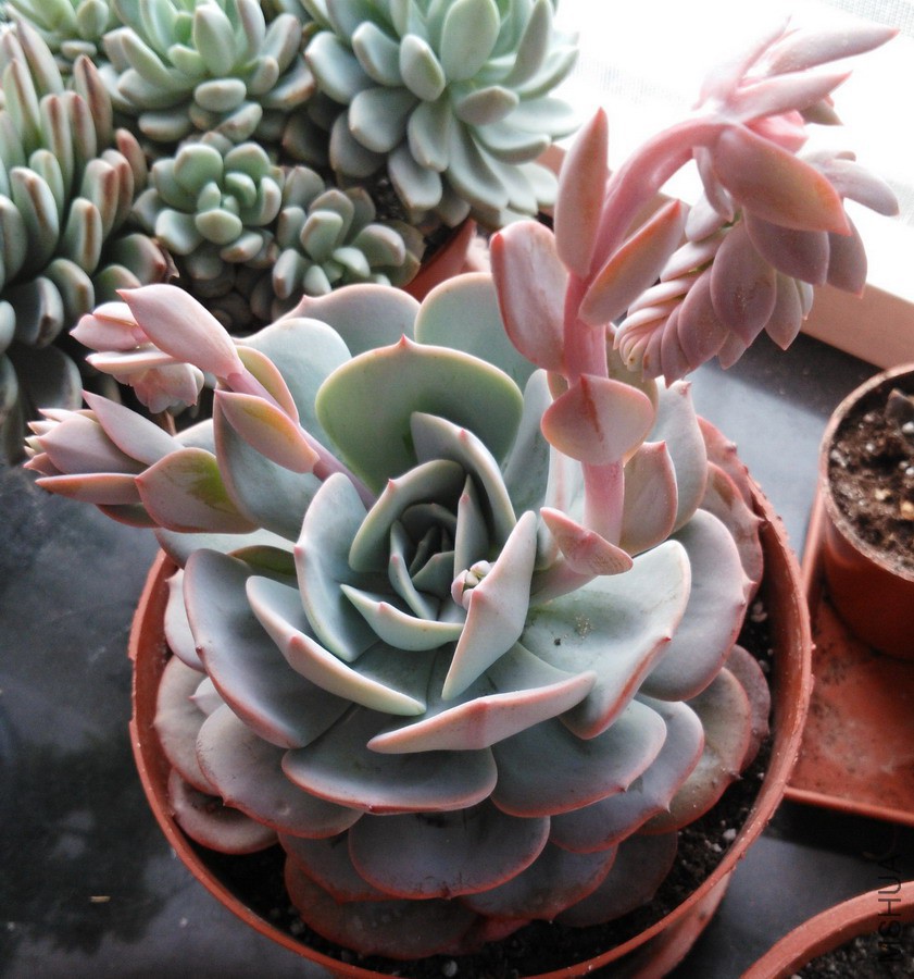 Echeveria runyonii v. ����̨�� 3.jpg