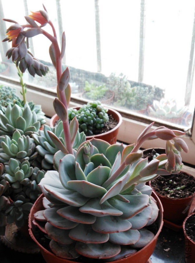 Echeveria runyonii v. ����̨�� 3B.jpg