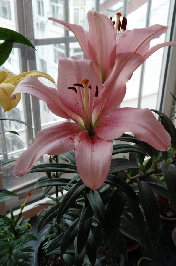 LA ���ֵ��� Lilium 'Brindisi' 1.jpg