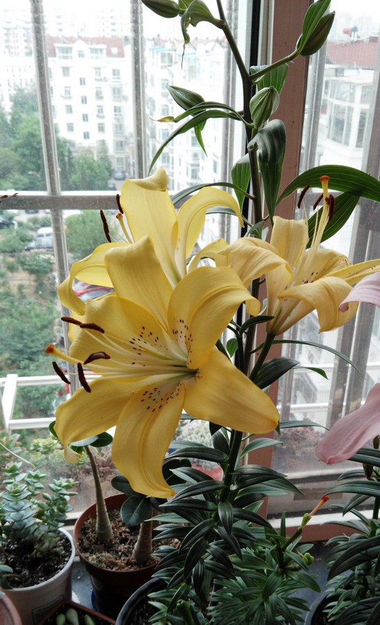 LA ҫ�� Lilium 'Ceb Dazzle' 1.jpg
