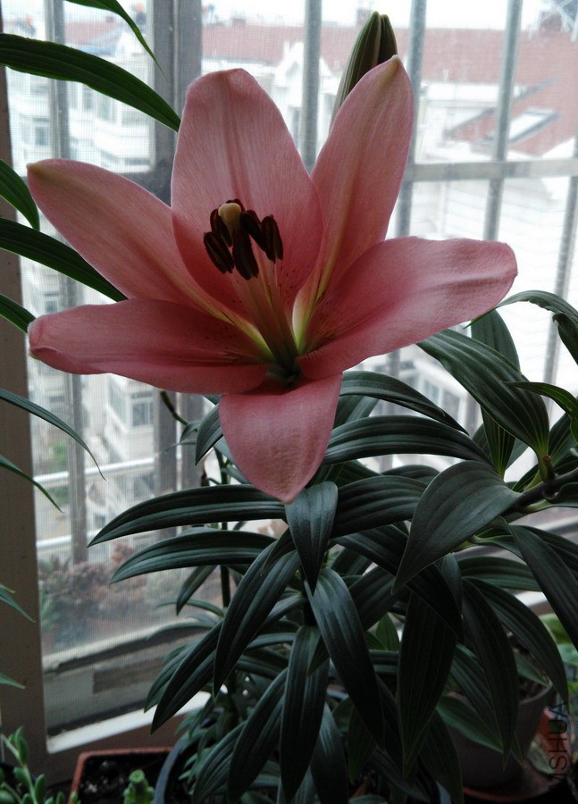 Lilium 'Brindisi' LA���ֵ��� 1.jpg