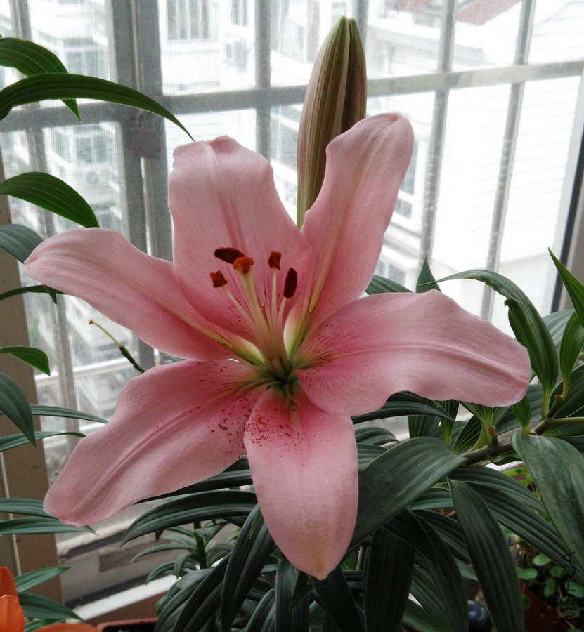Lilium 'Brindisi' LA���ֵ��� 2.jpg