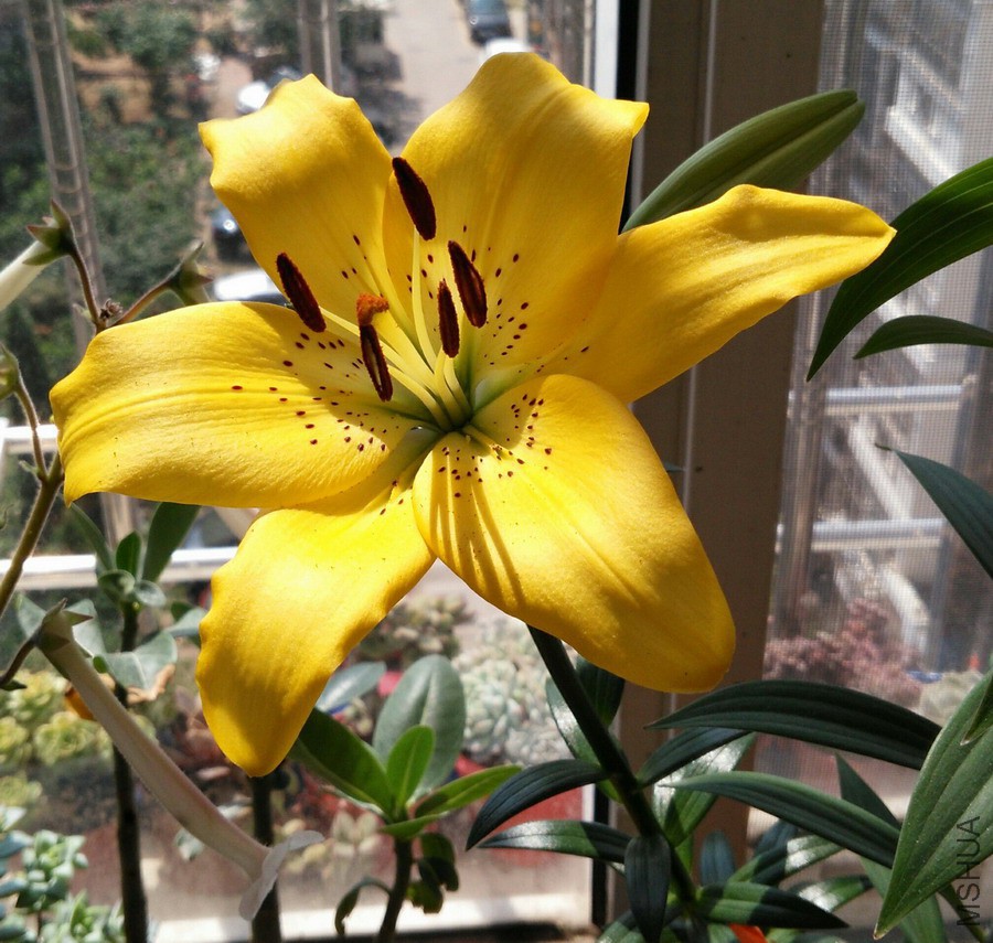 Lilium 'Ceb Dazzle' LAҫ�� 1.jpg
