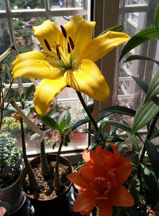 Lilium 'Ceb Dazzle' LAҫ�� 2.jpg