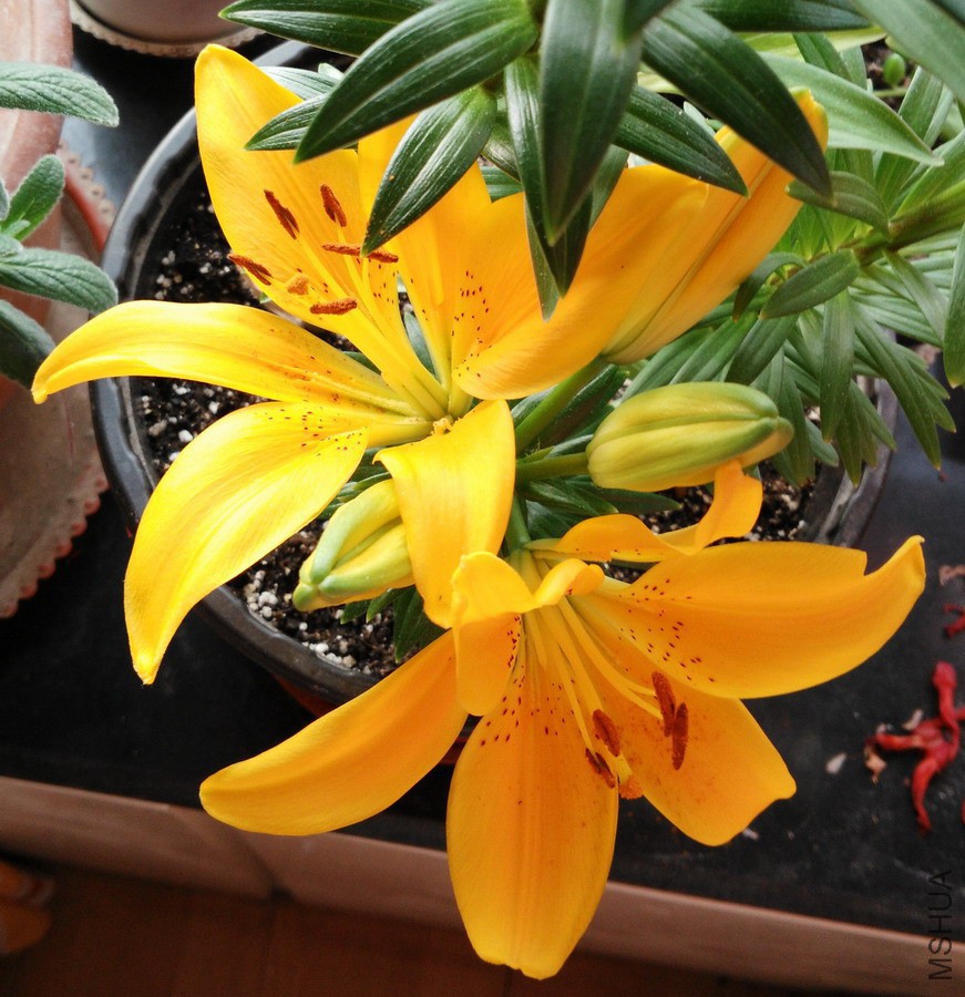 Lilium 'Tiny Bee' С�۷� 2.jpg