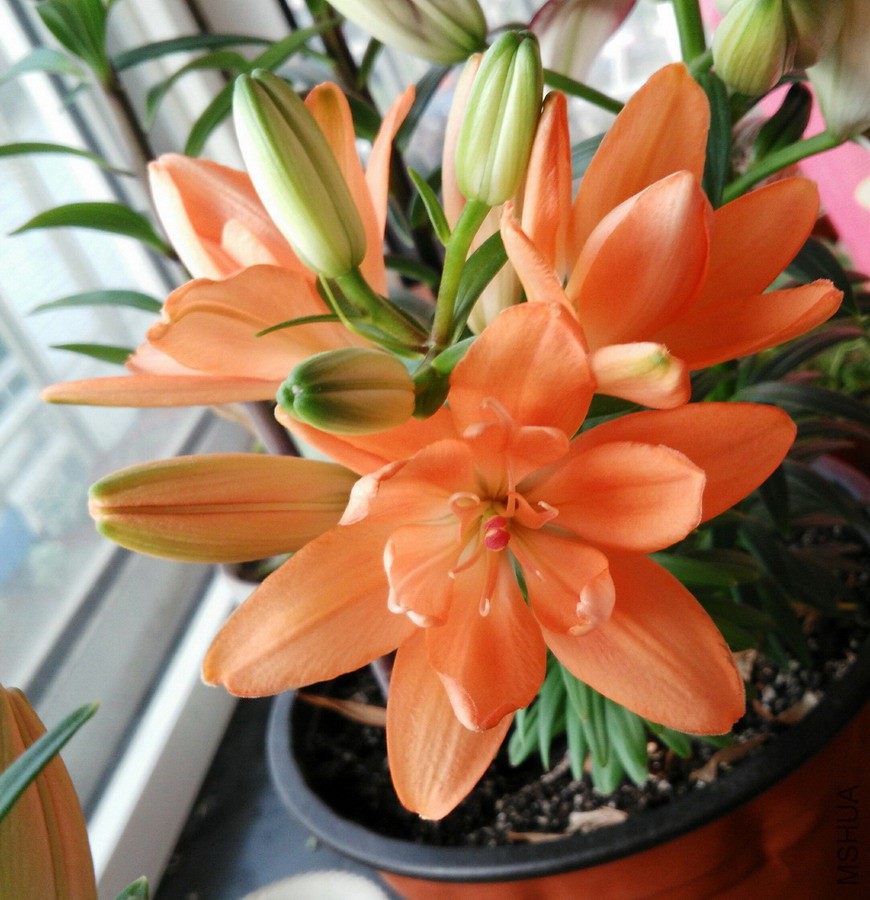 Lilium 'Tiny Double You' С���� 1.jpg