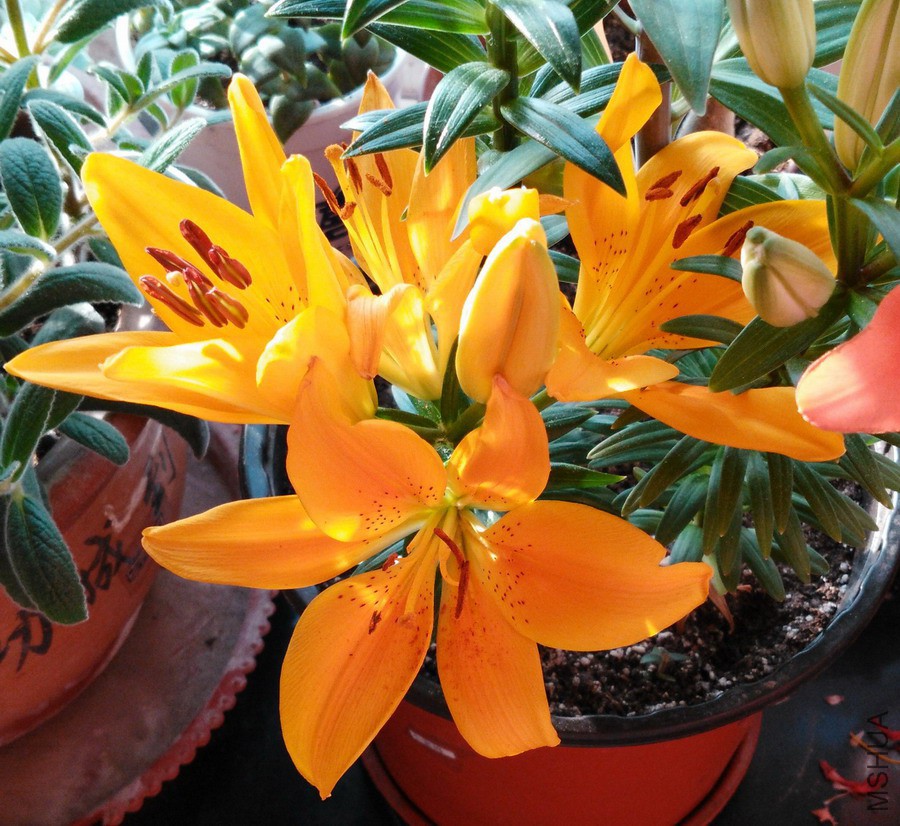 Lilium 'Tiny Bee' С�۷� 3.jpg