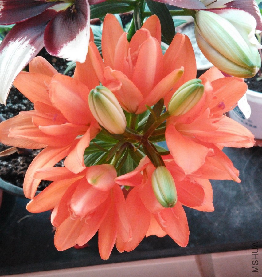 Lilium 'Tiny Double You' С���� 2.jpg