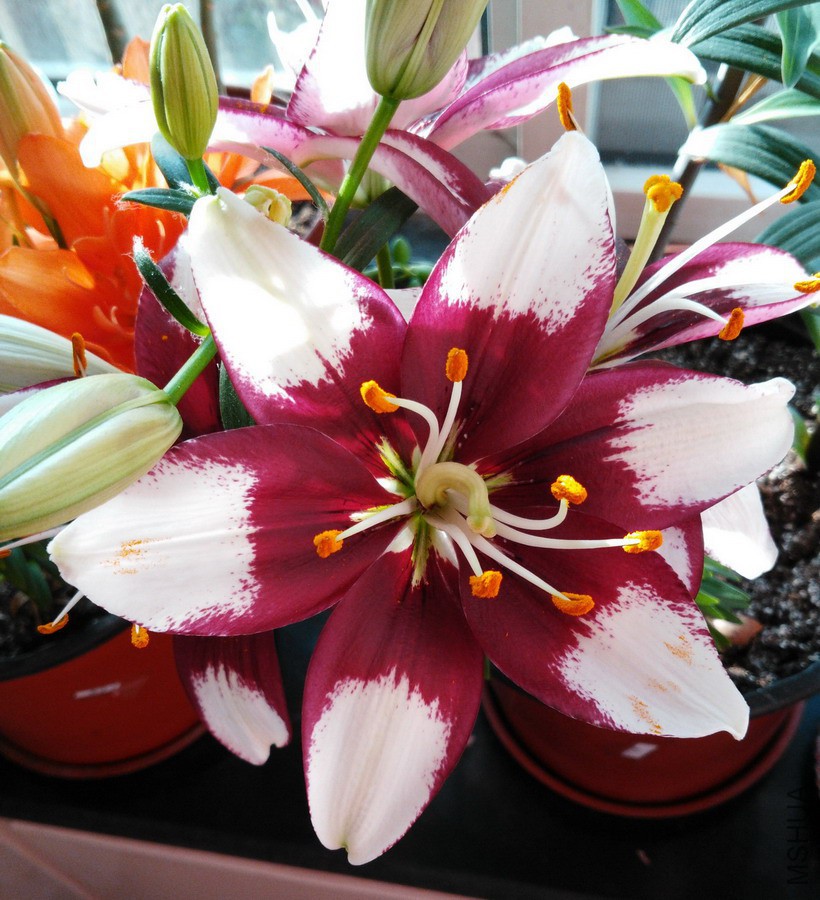 Lilium 'Tiny Padhye' С�ɵ� 2.jpg