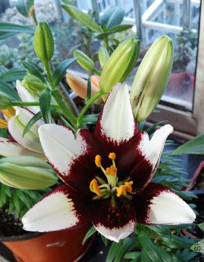 Lilium 'Tiny Padhye' С�ɵ� 1.jpg