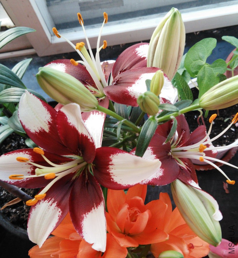 Lilium 'Tiny Padhye' С�ɵ� 4.jpg