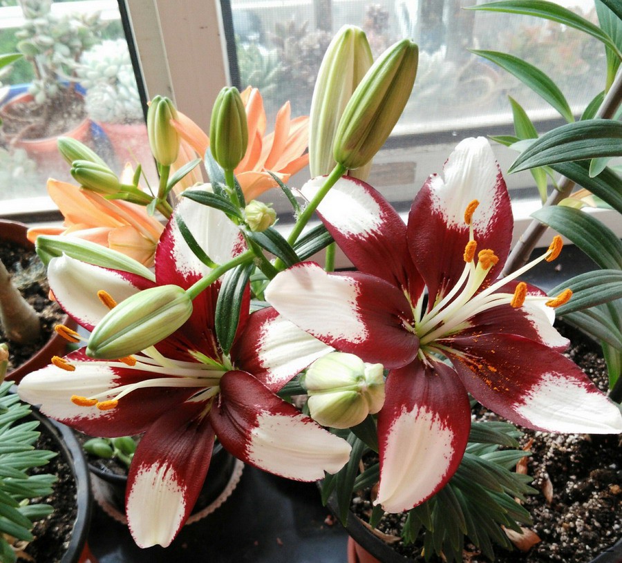 Lilium 'Tiny Padhye' С�ɵ� 3.jpg