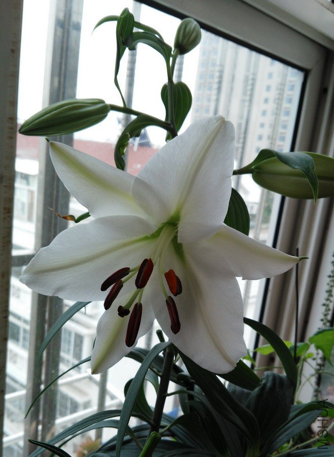 ���� ���� Lilium 'Mellesimo' 1.jpg