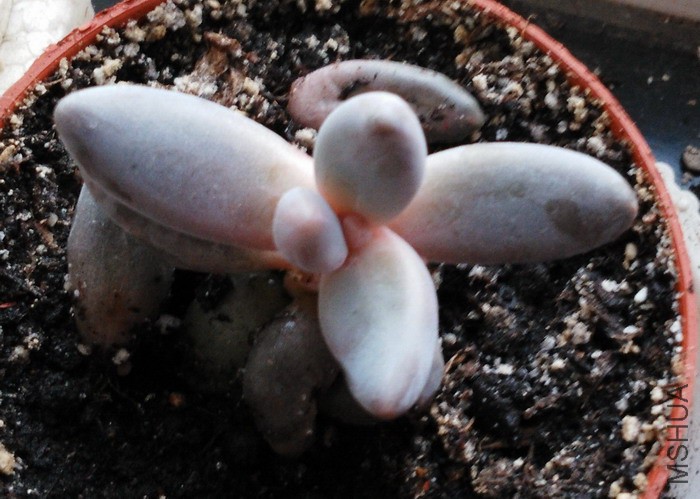 ��Pachysedum 'Ganzhou' ����ָ 2.jpg