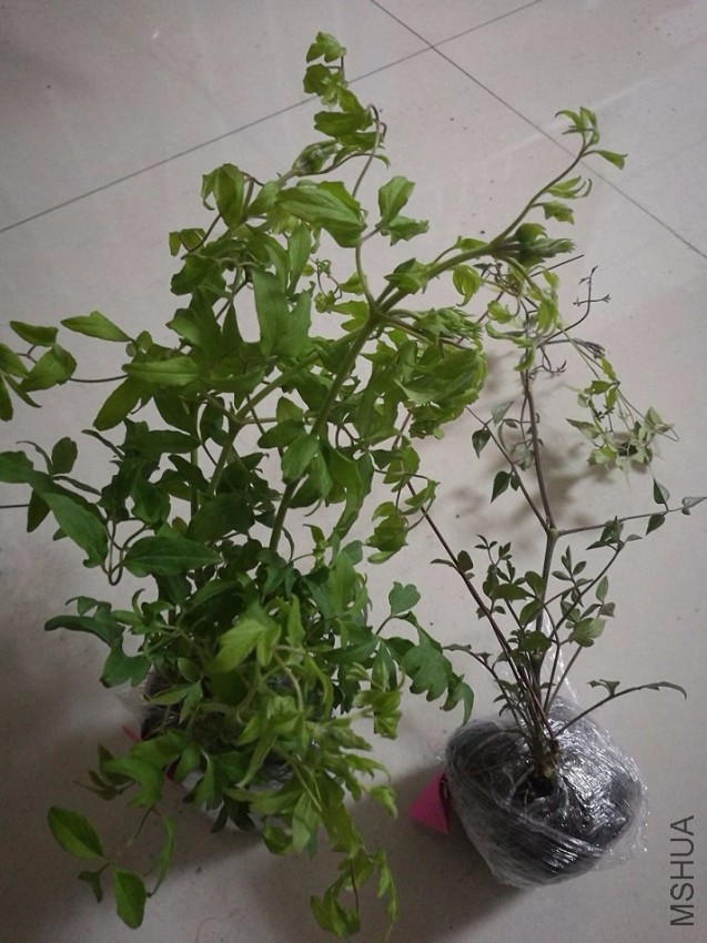 �������ܱ��ˣ�һ�ô��Ż���