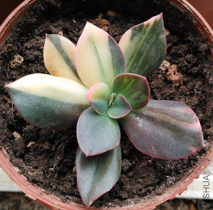 Echeveria 'Hanaikada Variegata' ����� 1.jpg