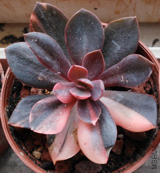 Echeveria 'Hanaikada Variegata' ����� 2.jpg