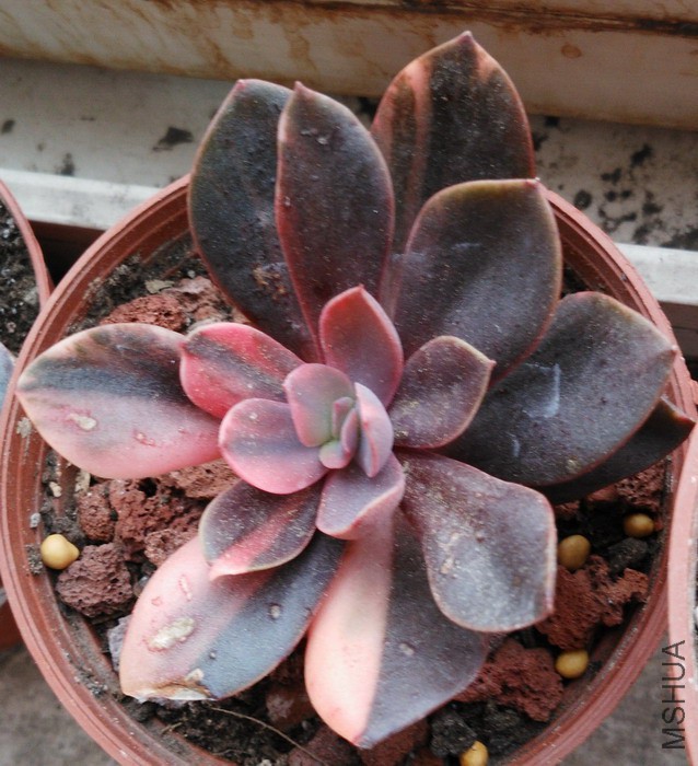 Echeveria 'Hanaikada Variegata' ����� 4.jpg