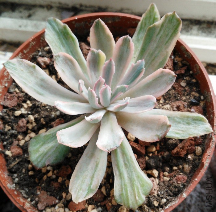 Echeveria 'Hoveyi' ϸҶ������ 2.jpg