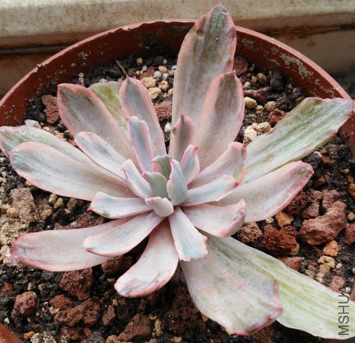 Echeveria 'Hoveyi' ϸҶ������ 3.jpg
