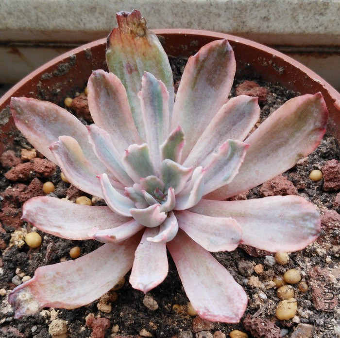 Echeveria 'Hoveyi' ϸҶ������ 4.jpg