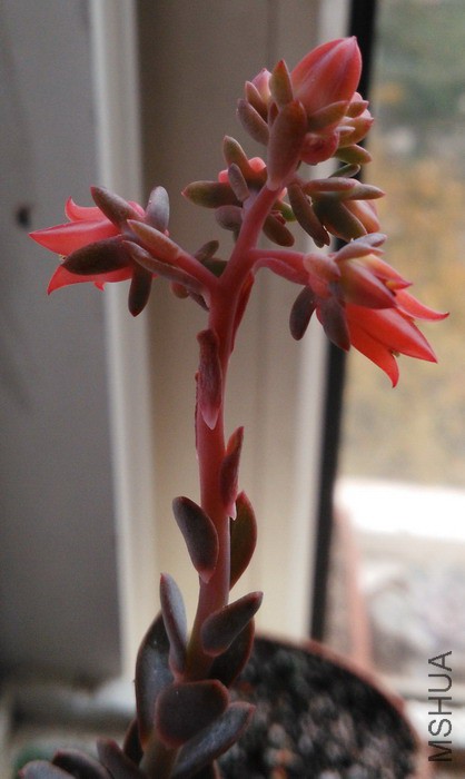 Echeveria 'Hanaikada Variegata' ����� 3.jpg