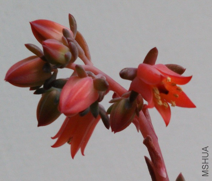 Echeveria 'Hanaikada Variegata' ����� 3A.jpg