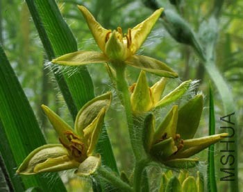 Hypoxis_Cluster_350.jpg
