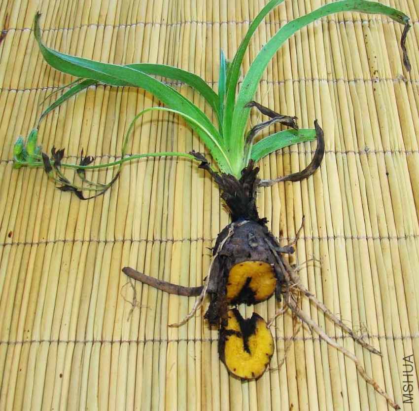 hypoxis_hemerocallidea_corm.jpg