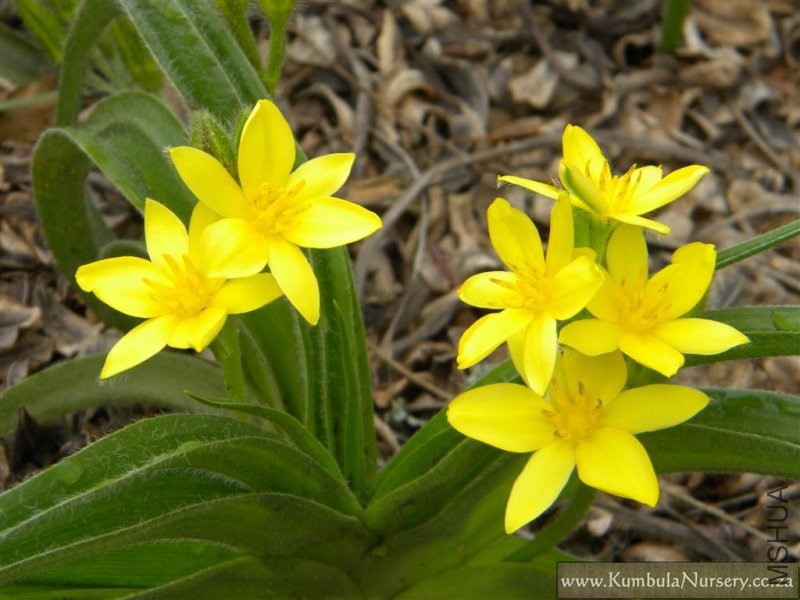 hypoxis_hemerocallidea_flower.jpg
