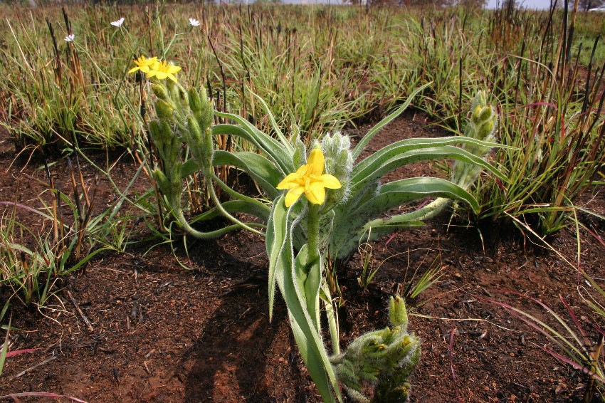 Hypoxis_hemerocallidea00.jpg