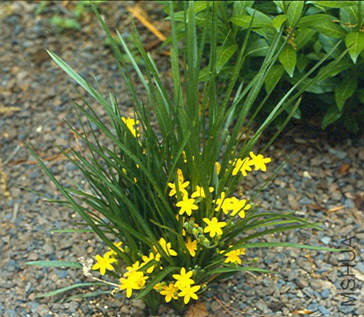 Hypoxis_hirsuta.jpg