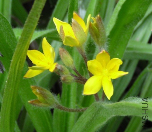 Hypoxis-sp-3-Argentina.jpg