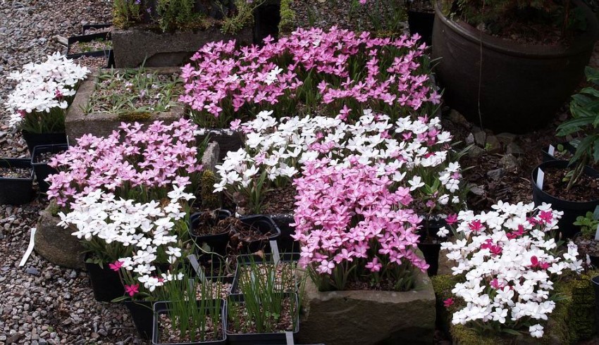 Rhodohypoxis troughs.jpg