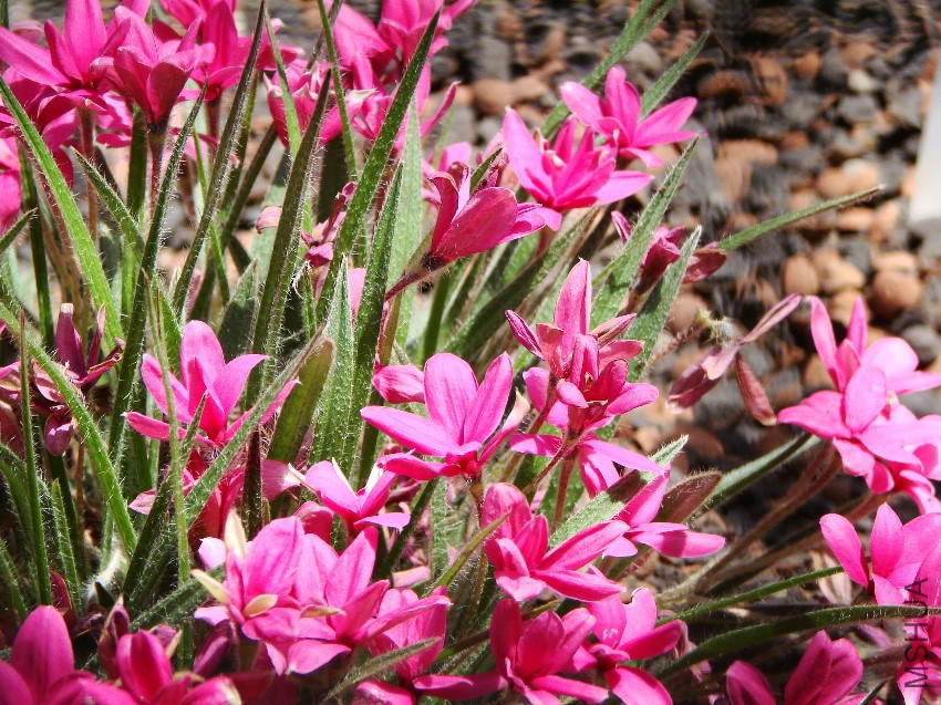 Rhodohypoxis_bauri.jpg